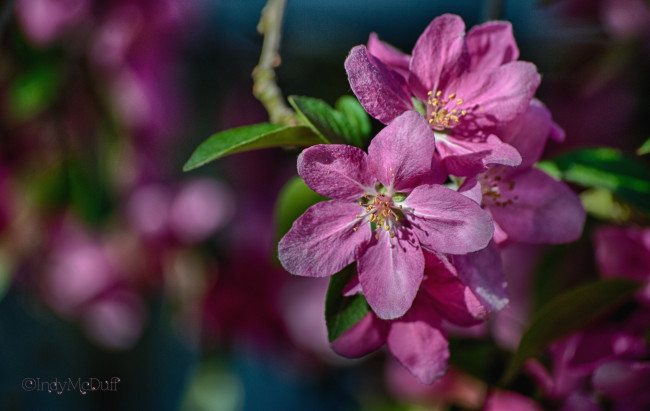 Обои картинки фото цветы, цветущие деревья ,  кустарники, весна