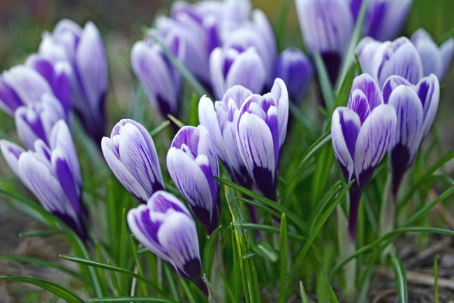 Обои картинки фото цветы, крокусы, весна