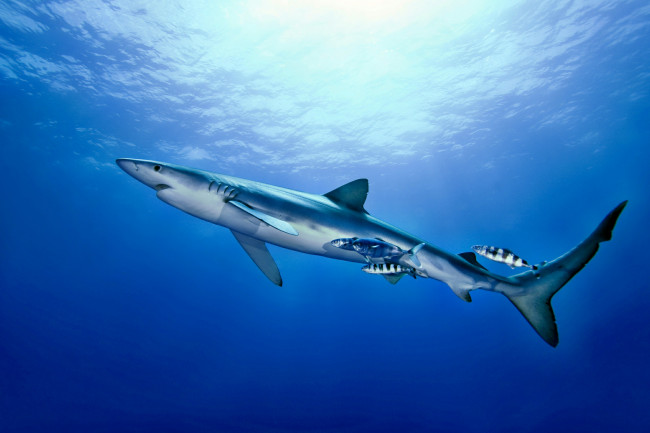 Обои картинки фото животные, акулы, акула, глубина, океан
