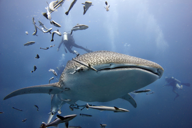 Обои картинки фото животные, акулы, океан, глубина, акула