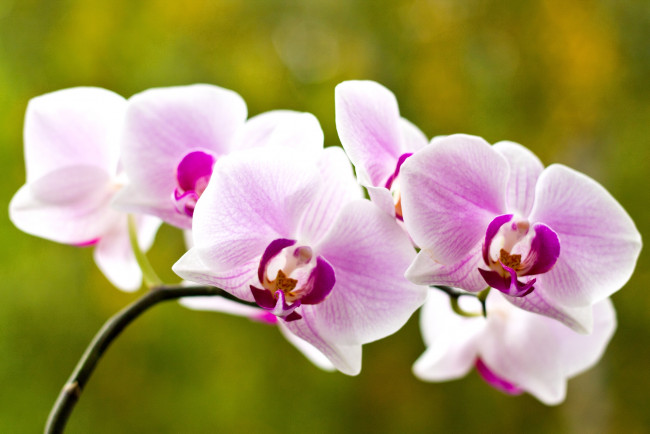 Обои картинки фото цветы, орхидеи, розовый