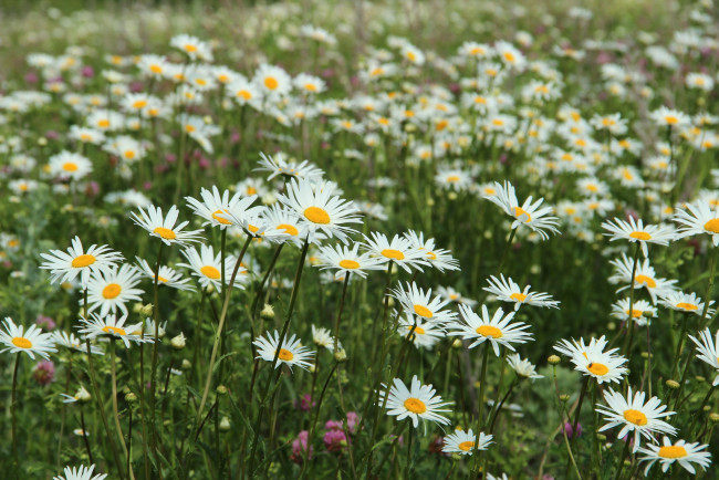 Обои картинки фото цветы, ромашки, луг