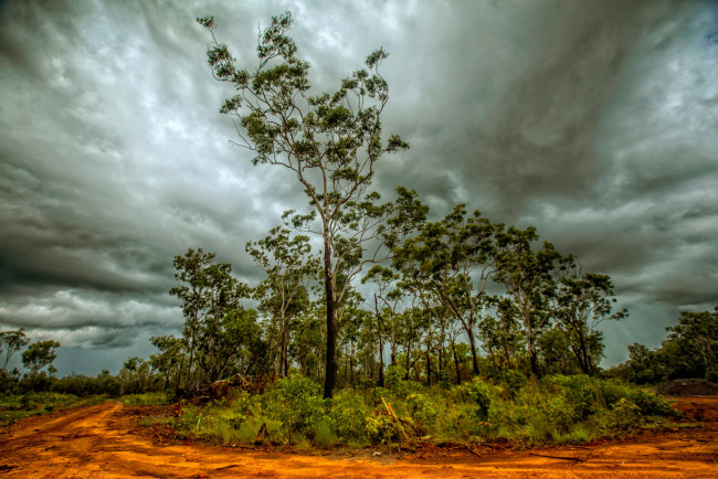 Обои картинки фото природа, деревья, кусты, тучи, дорога, грунт