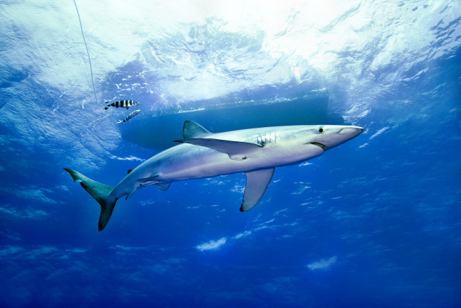 Обои картинки фото животные, акулы, акула, глубина, океан