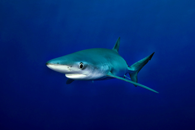 Обои картинки фото животные, акулы, акула, глубина, океан