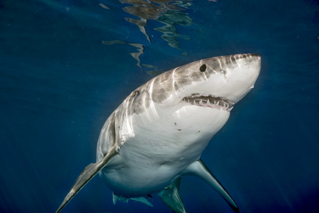 Обои картинки фото животные, акулы, океан, глубина, акула
