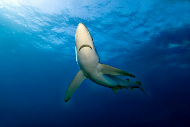Обои картинки фото животные, акулы, океан, глубина, акула