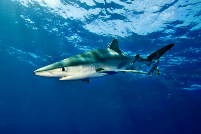 Обои картинки фото животные, акулы, океан, глубина, акула