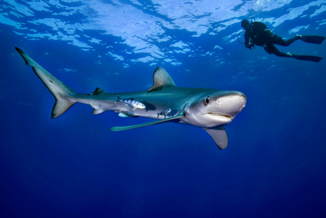 Обои картинки фото животные, акулы, океан, глубина, акула