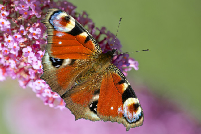 Обои картинки фото животные, бабочки, цветок, бабочка