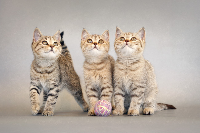 Обои картинки фото животные, коты, трио