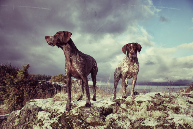 Обои картинки фото животные, собаки, две