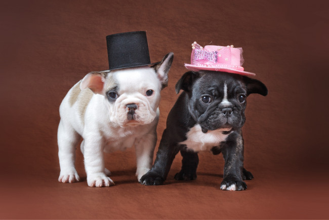 Обои картинки фото животные, собаки, щенки