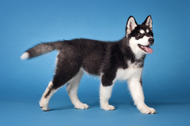 Обои картинки фото животные, собаки, щенок