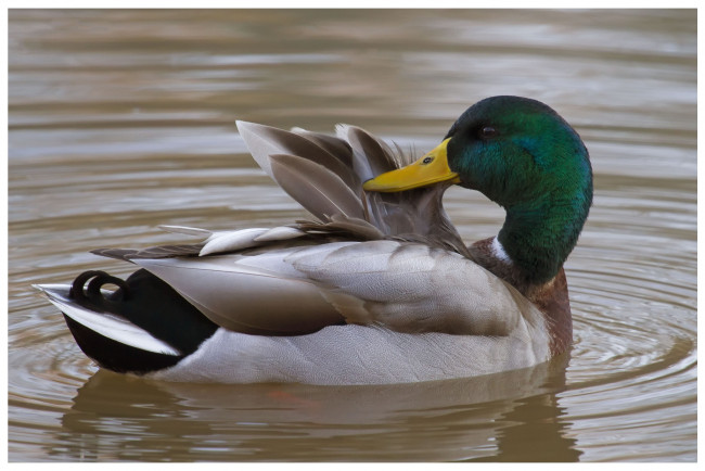 Обои картинки фото животные, утки, селезень, водоем