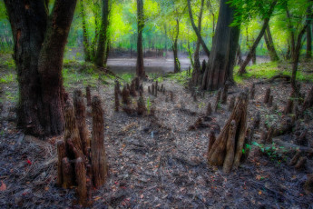 Картинка природа лес река