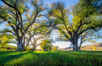 Картинка природа деревья поляна