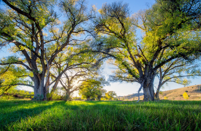 Обои картинки фото природа, деревья, поляна