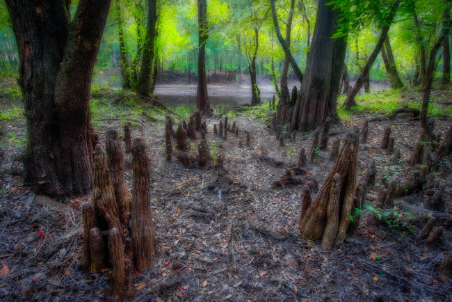 Обои картинки фото природа, лес, река