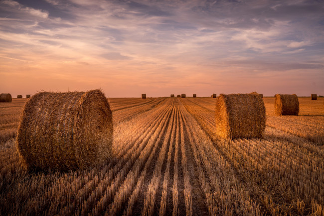 Обои картинки фото природа, поля, уборка, урожая, поле, жнивьё, рулоны, стерня