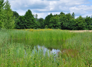 Картинка природа реки озера река лес