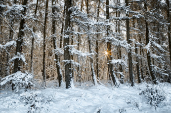 Картинка природа зима снег