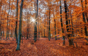 Картинка природа лес деревья