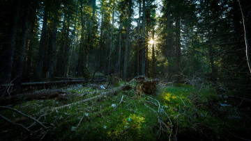 Картинка природа лес деревья