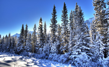 Картинка природа зима снег