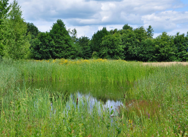 Обои картинки фото природа, реки, озера, река, лес