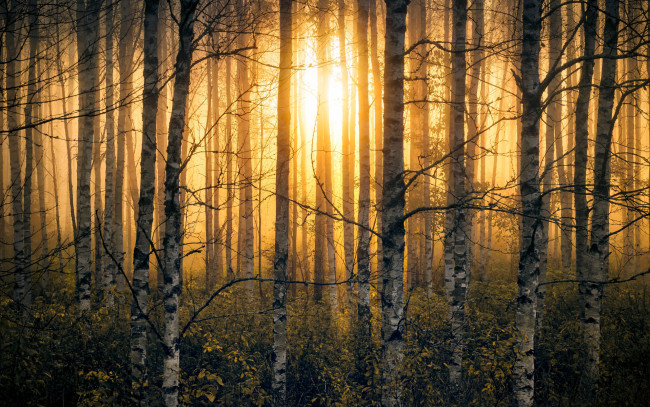 Обои картинки фото природа, лес, осень