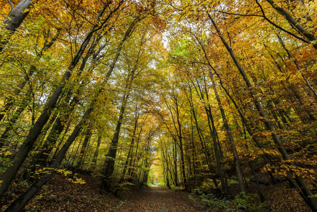 Обои картинки фото природа, дороги, тракт