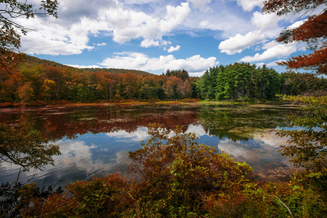 Обои картинки фото природа, реки, озера, река, лес