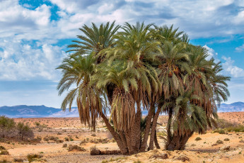 Картинка природа деревья простор