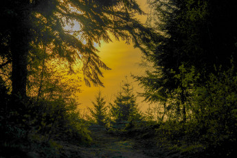 Картинка природа лес простор