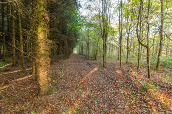 Картинка природа лес простор