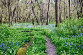 Картинка природа лес простор