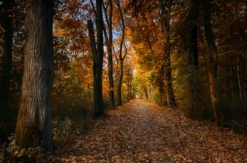 Картинка природа лес простор