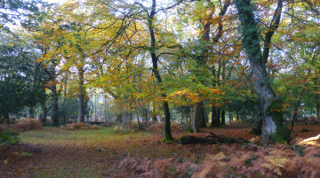 Картинка природа лес простор