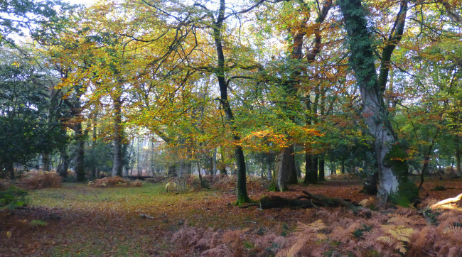 Обои картинки фото природа, лес, простор