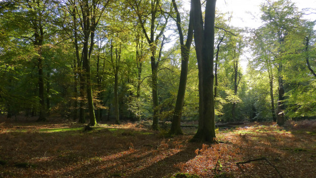 Обои картинки фото природа, лес, простор