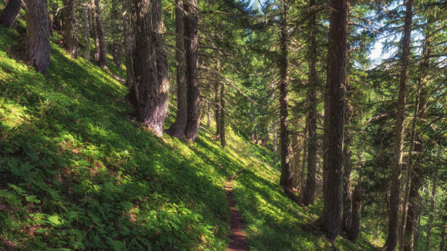 Обои картинки фото природа, лес, простор