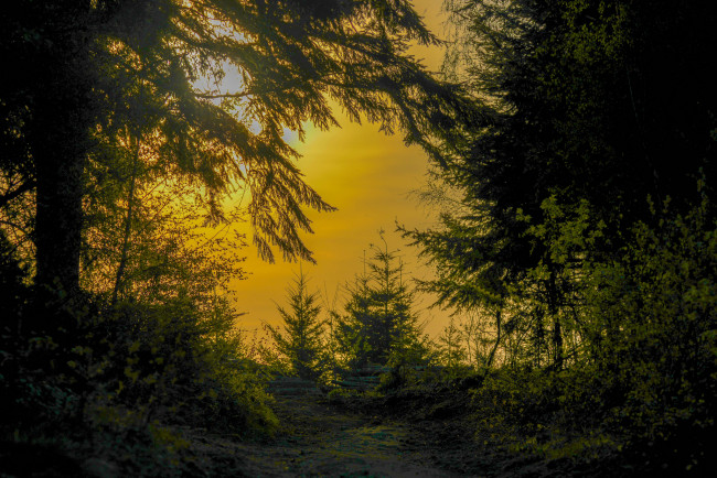 Обои картинки фото природа, лес, простор