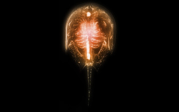 Картинка разное кости +рентген животное