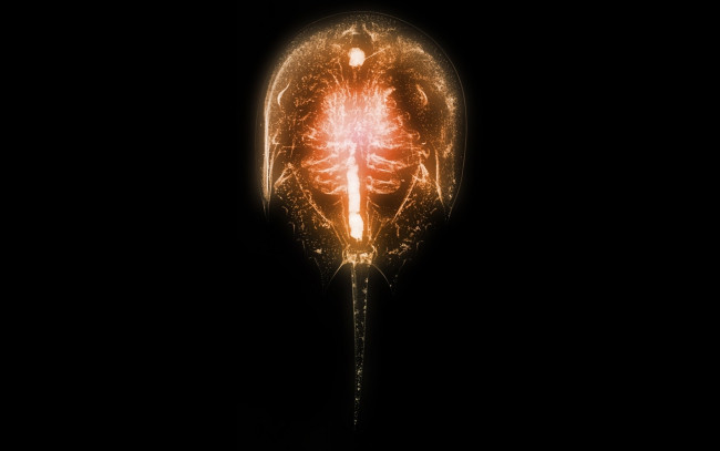 Обои картинки фото разное, кости,  рентген, животное