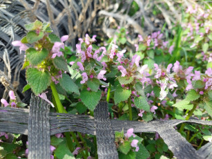 Картинка цветы луговые+ полевые +цветы луг