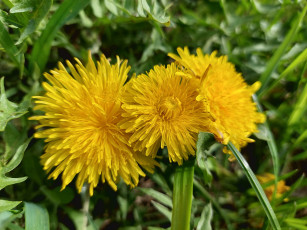 Картинка цветы одуванчики