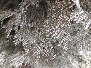 Картинка природа листья иней