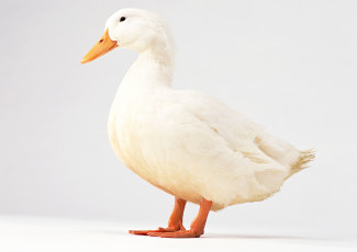 Картинка животные утки утка белая