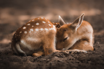 Картинка животные олени природа фон оленёнок